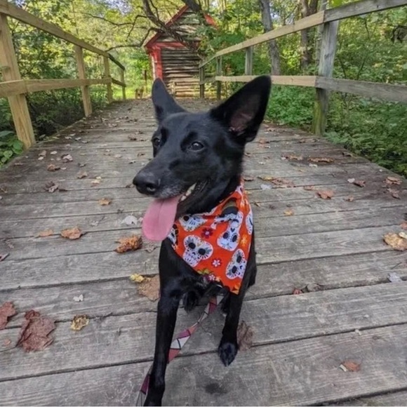 New Kwanza Handmade Reversible Over Collar Dog Bandana XS SM M La… - Picture 4 of 6